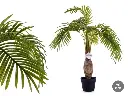plante en pot palmier tige large 90cm