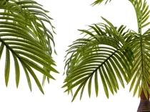 plante en pot palmier tige large 90cm