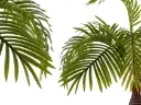 plante en pot palmier tige large 90cm