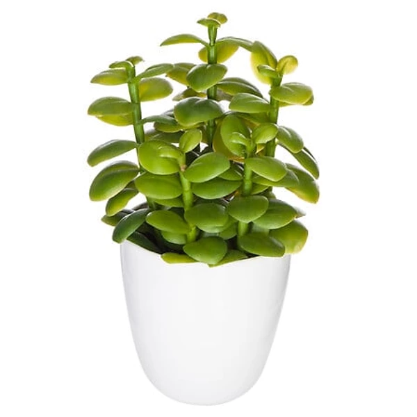 Plante cactus nori H20 assiette box, 6-fois assort