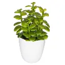 Plante cactus nori H20 assiette box, 6-fois assort