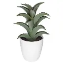 Plante cactus nori H20 assiette box, 6-fois assort
