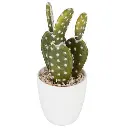 Plante cactus nori H20 assiette box, 6-fois assort
