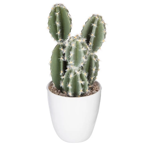 Plante cactus nori H20 assiette box, 6-fois assort