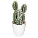 Plante cactus nori H20 assiette box, 6-fois assort