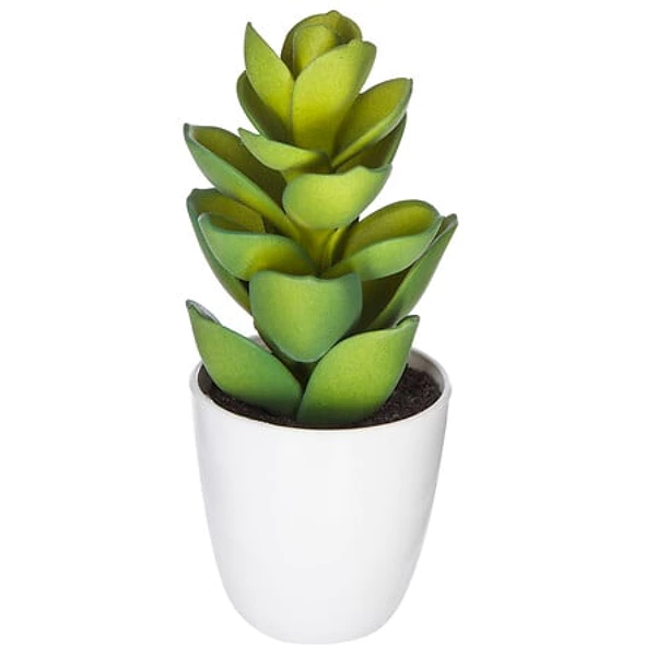 Plante cactus nori H20 assiette box, 6-fois assort