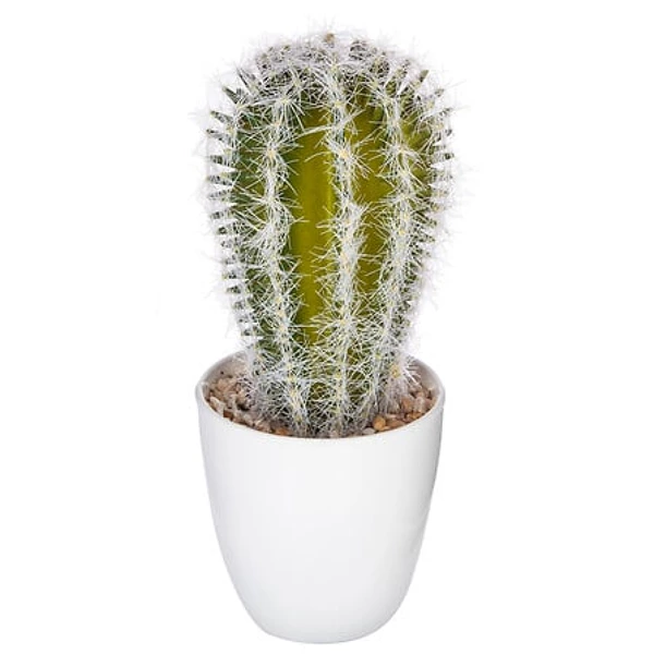 Plante cactus nori H20 assiette box, 6-fois assort
