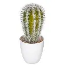 Plante cactus nori H20 assiette box, 6-fois assort