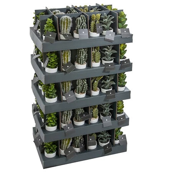 Plante cactus nori H20 assiette box, 6-fois assort