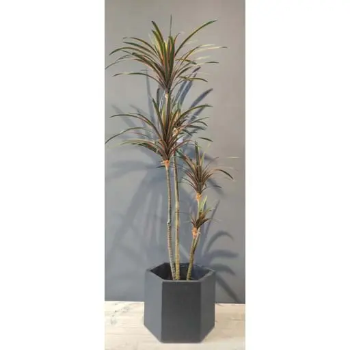 [FADRA] FA 130cm DRACAENA RED