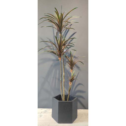 FA 130cm DRACAENA ROUGE