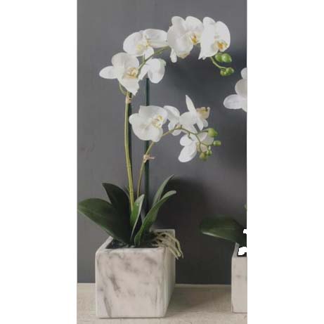 FA 56cm WHITE ORCHID