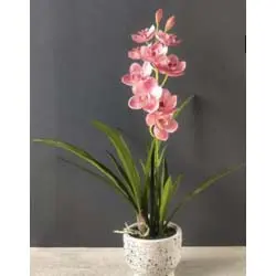 [FAORCCYM] FA 61cm ORCHIDÉE CYMBIDIUM R