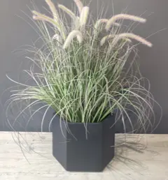 FOUR 61cm PENNISETUM