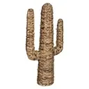 [178737 ZEN35] Cactus jacinthe Haci H75, beige