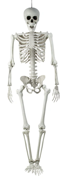 Squelette Halloween a suspendre hauteur 153 cm