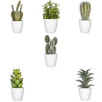 [155600] Plante cactus Nori