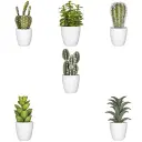 [155600] Plante cactus Nori